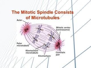 The Mitotic Spindle Consists of Microtubules 