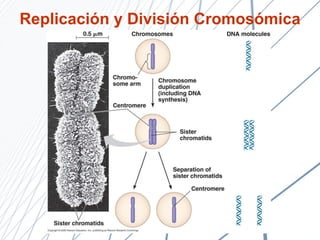 Replicación y División Cromosómica 