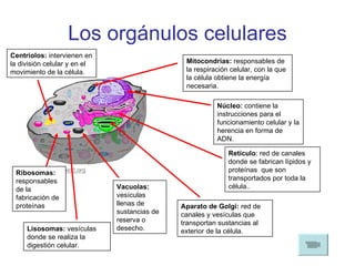 Los orgánulos celulares Núcleo:  contiene la instrucciones para el funcionamiento celular y la herencia en forma de ADN. Mitocondrias:  responsables de la respiración celular, con la que la célula obtiene la energía necesaria. Retículo : red de canales donde se fabrican lípidos y proteínas  que son transportados por toda la célula.. Aparato de Golgi:  red de canales y vesículas que transportan sustancias al exterior de la célula. Vacuolas:  vesículas llenas de sustancias de reserva o desecho. Lisosomas:  vesículas donde se realiza la digestión celular. Ribosomas:  responsables de la fabricación de proteínas Centriolos:  intervienen en la división celular y en el movimiento de la célula. 