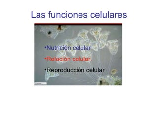Las funciones celulares Nutrición celular Relación celular. Reproducción celular 
