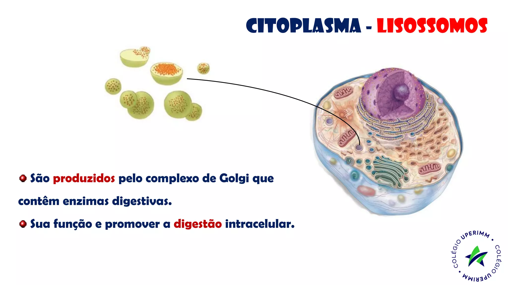 Citoplasma - lisossomos
São produzidos pelo complexo de Golgi que
contêm enzimas digestivas.
Sua função e promover a digestão intracelular.
 