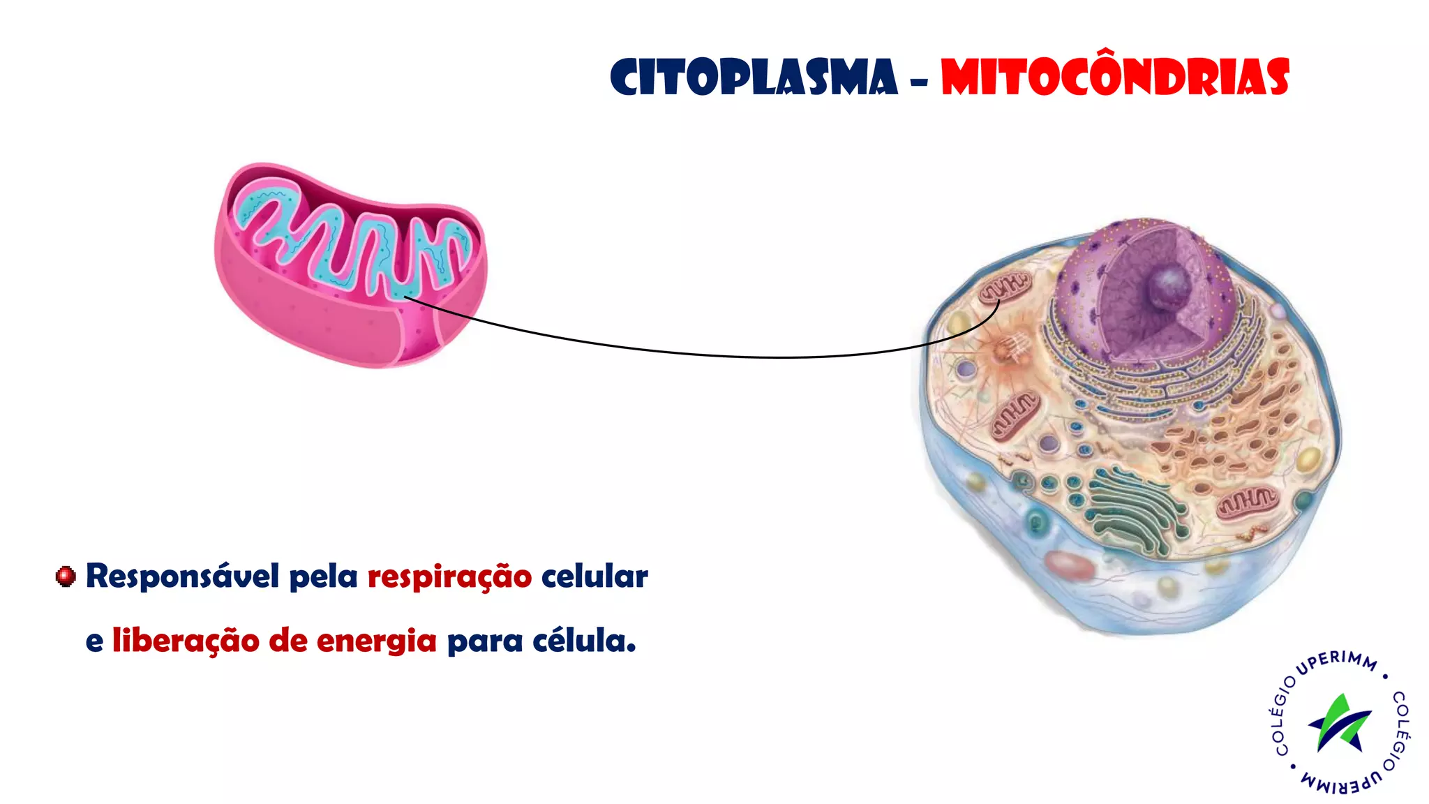 Citoplasma – mitocôndrias
Responsável pela respiração celular
e liberação de energia para célula.
 