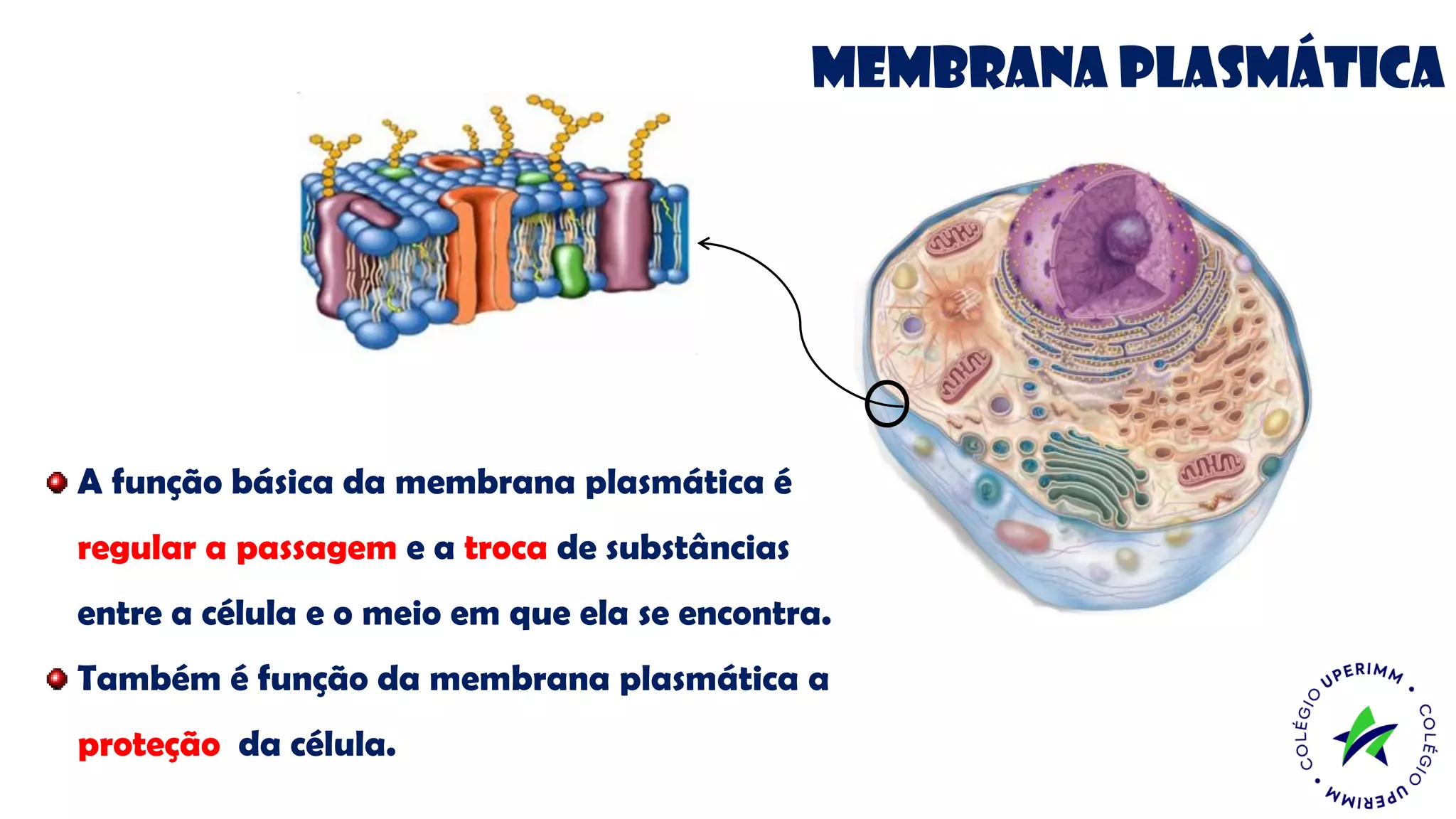 Membrana plasmática
A função básica da membrana plasmática é
regular a passagem e a troca de substâncias
entre a célula e o meio em que ela se encontra.
Também é função da membrana plasmática a
proteção da célula.
 