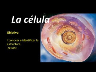 La célula
Objetivo:

• conocer e identificar la
estructura
 celular.
 