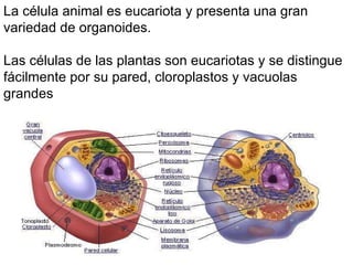 La célula animal es eucariota y presenta una gran variedad de organoides. Las células de las plantas son eucariotas y se distingue fácilmente por su pared, cloroplastos y vacuolas grandes 