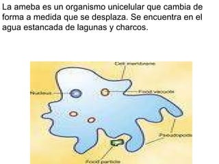 La ameba es un organismo unicelular que cambia de forma a medida que se desplaza. Se encuentra en el agua estancada de lagunas y charcos. 