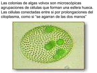 Las colonias de algas volvox son microscópicas agrupaciones de células que forman una esfera hueca. Las células conectadas entre si por prolongaciones del citoplasma, como si “se agarran de las dos manos” 