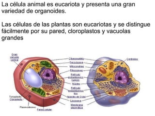 La célula animal es eucariota y presenta una gran variedad de organoides. Las células de las plantas son eucariotas y se distingue fácilmente por su pared, cloroplastos y vacuolas grandes 
