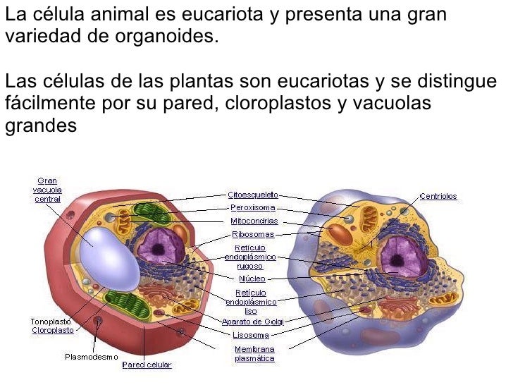 La Celula