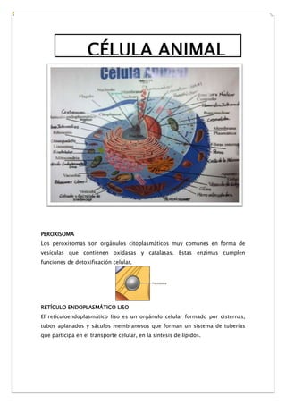 PEROXISOMA
Los peroxisomas son orgánulos citoplasmáticos muy comunes en forma de
vesículas que contienen oxidasas y catalasas. Estas enzimas cumplen
funciones de detoxificación celular.
RETÍCULO ENDOPLASMÁTICO LISO
El retículoendoplasmático liso es un orgánulo celular formado por cisternas,
tubos aplanados y sáculos membranosos que forman un sistema de tuberías
que participa en el transporte celular, en la síntesis de lípidos.
CÉLULA ANIMAL
 