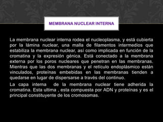 MEMBRANA NUCLEAR INTERNA

La membrana nuclear interna rodea el nucleoplasma, y está cubierta
por la lámina nuclear, una malla de filamentos intermedios que
estabiliza la membrana nuclear, así como implicada en función de la
cromatina y la expresión génica. Está conectado a la membrana
externa por los poros nucleares que penetran en las membranas.
Mientras que las dos membranas y el retículo endoplásmico están
vinculados, proteínas embebidas en las membranas tienden a
quedarse en lugar de dispersarse a través del continuo.
La capa interna
de la membrana nuclear tiene adherida la
cromatina. Esta ultima , esta compuesta por ADN y proteínas y es el
principal constituyente de los cromosomas.

 