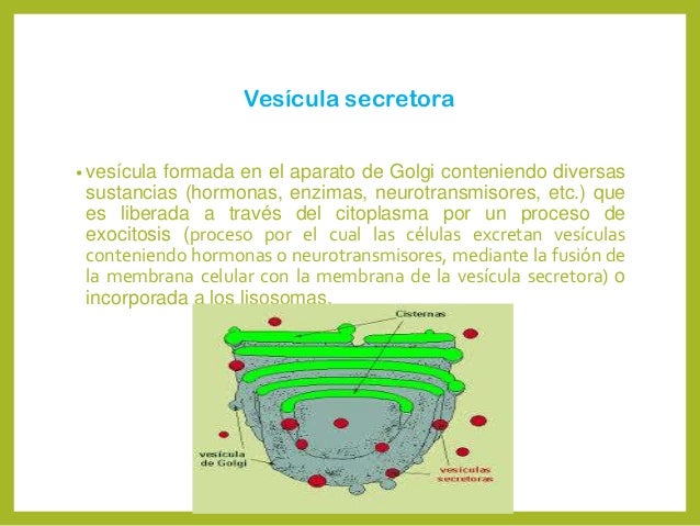 Celula animal