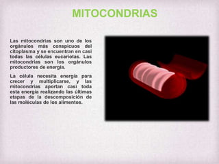 MITOCONDRIAS
Las mitocondrias son uno de los
orgánulos más conspicuos del
citoplasma y se encuentran en casi
todas las células eucariotas. Las
mitocondrias son los orgánulos
productores de energía.

La célula necesita energía para
crecer y multiplicarse, y las
mitocondrias aportan casi toda
esta energía realizando las últimas
etapas de la descomposición de
las moléculas de los alimentos.

 