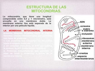 ESTRUCTURA DE LAS
MITOCONDRIAS.
La mitocondria, que tiene una longitud
comprendida entre 0,5 y 1 micrómetro, está
envuelta en una membrana doble. La
membrana exterior lisa está separada de la
interior por una película líquida.
LA MEMBRANA MITOCONDRIAL INTERNA
presenta pliegues dirigidos hacia el interior
llamados crestas mitocondriales, que contienen
tres tipos de proteínas:
1. Las proteínas que trasportan los electrones
hasta el oxígeno molecular
2. Un complejo enzimático, la ATP- que cataliza
la síntesis de ATP (fosforilación oxidativa).
3. Proteínas trasportadoras que permiten el
paso de iones y moléculas a través de la
membrana interna.

 