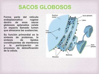 SACOS GLOBOSOS
Forma parte del retículo
endoplasmatico
rugoso
dentro
de
esos
sacos
globosos aplanados existe
un espacio llamado lumen
que almacena las sustancias.
Su función primordial es la
síntesis de proteínas, la
síntesis
de
lípidos
constituyentes de membrana
y
la
participación
en
procesos de detoxificación
de la célula.

 