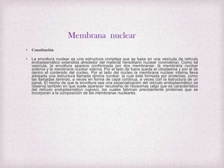 Membrana nuclear
•

Constitución

•

La envoltura nuclear es una estructura compleja que se basa en una vesícula de retículo
endoplasmático extendida alrededor del material hereditario nuclear (cromatina). Como tal
vesícula, la envoltura aparece conformada por dos membranas: la membrana nuclear
externa y la membrana nuclear interna. Por el lado de fuera queda el citoplasma y por el de
dentro el contenido del núcleo. Por el lado del núcleo la membrana nuclear interna lleva
adosada una estructura llamada lámina nuclear, la cual está formada por proteínas, como
las llamadas laminas, a veces en forma de capa continua, a veces con la estructura de un
panal. El hecho de que la envoltura sea una especialización del retículo endoplasmático se
observa también en que suele aparecer recubierta de ribosomas (algo que es característico
del retículo endoplasmático rugoso), los cuales fabrican precisamente proteínas que se
incorporan a la composición de las membranas nucleares.

 