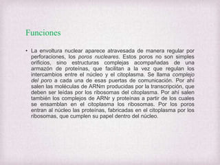 Funciones
• La envoltura nuclear aparece atravesada de manera regular por
perforaciones, los poros nucleares. Estos poros no son simples
orificios, sino estructuras complejas acompañadas de una
armazón de proteínas, que facilitan a la vez que regulan los
intercambios entre el núcleo y el citoplasma. Se llama complejo
del poro a cada una de esas puertas de comunicación. Por ahí
salen las moléculas de ARNm producidas por la transcripción, que
deben ser leídas por los ribosomas del citoplasma. Por ahí salen
también los complejos de ARNr y proteínas a partir de los cuales
se ensamblan en el citoplasma los ribosomas. Por los poros
entran al núcleo las proteínas, fabricadas en el citoplasma por los
ribosomas, que cumplen su papel dentro del núcleo.

 