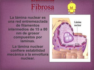 La lámina nuclear es
una red entremezclada
de filamentos
intermedios de 15 a 80
nm de grosor
compuestos por
laminas.
La lámina nuclear
confiere estabilidad
mecánica a la envoltura
nuclear.

 