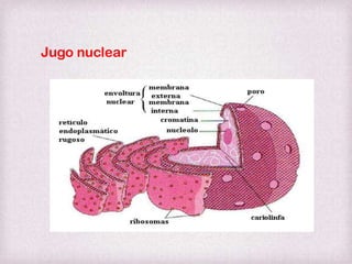 Jugo nuclear

 