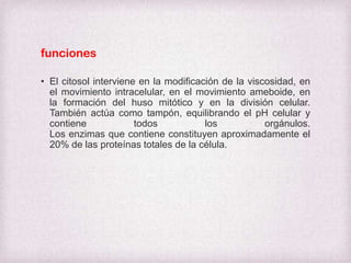 funciones
• El citosol interviene en la modificación de la viscosidad, en
el movimiento intracelular, en el movimiento ameboide, en
la formación del huso mitótico y en la división celular.
También actúa como tampón, equilibrando el pH celular y
contiene
todos
los
orgánulos.
Los enzimas que contiene constituyen aproximadamente el
20% de las proteínas totales de la célula.

 