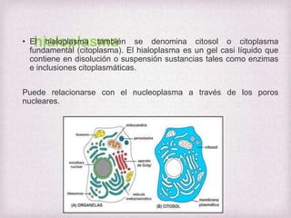 hialoplasma

• El hialoplasma también se denomina citosol o citoplasma
fundamental (citoplasma). El hialoplasma es un gel casi líquido que
contiene en disolución o suspensión sustancias tales como enzimas
e inclusiones citoplasmáticas.
Puede relacionarse con el nucleoplasma a través de los poros
nucleares.

 