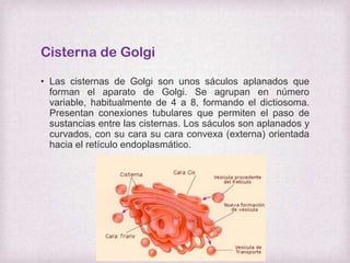 Cisterna de Golgi
• Las cisternas de Golgi son unos sáculos aplanados que
forman el aparato de Golgi. Se agrupan en número
variable, habitualmente de 4 a 8, formando el dictiosoma.
Presentan conexiones tubulares que permiten el paso de
sustancias entre las cisternas. Los sáculos son aplanados y
curvados, con su cara su cara convexa (externa) orientada
hacia el retículo endoplasmático.

 
