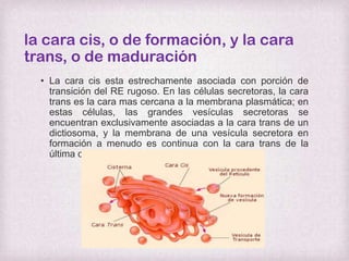 la cara cis, o de formación, y la cara
trans, o de maduración
• La cara cis esta estrechamente asociada con porción de
transición del RE rugoso. En las células secretoras, la cara
trans es la cara mas cercana a la membrana plasmática; en
estas células, las grandes vesículas secretoras se
encuentran exclusivamente asociadas a la cara trans de un
dictiosoma, y la membrana de una vesícula secretora en
formación a menudo es continua con la cara trans de la
última cisterna(cisterna mas trans).

 