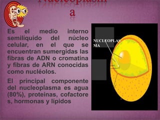 Es
el
medio
interno
semilíquido del núcleo
celular, en el que se
encuentran sumergidas las
fibras de ADN o cromatina
y fibras de ARN conocidas
como nucléolos.

El principal componente
del nucleoplasma es agua
(80%), proteínas, cofactore
s, hormonas y lípidos

NUCLEOPLAS
MA

 