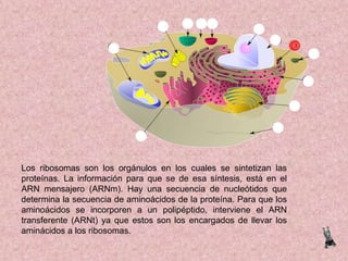 Los ribosomas son los orgánulos en los cuales se sintetizan las
proteínas. La información para que se de esa síntesis, está en el
ARN mensajero (ARNm). Hay una secuencia de nucleótidos que
determina la secuencia de aminoácidos de la proteína. Para que los
aminoácidos se incorporen a un polipéptido, interviene el ARN
transferente (ARNt) ya que estos son los encargados de llevar los
aminácidos a los ribosomas.

 