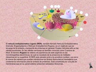 El retículo endoplasmático rugoso (RER), también llamado Retículo Endoplasmático
Granular, Ergastoplasma o Retículo Endoplásmico Rugoso, es un orgánulo que se
encarga de la síntesis y transporte de proteínas en general. Existen retículos sólo en las
células eucariotas. En las células nerviosas es también conocido como Cuerpos de
Nissl. El término Rugoso se refiere a la apariencia de este orgánulo en las
microfotografías electrónicas, la cual es resultado de la presencia de múltiples
ribosomas en su superficie. El RER está ubicado junto a la envoltura nuclear y se une a
la misma de manera que puedan introducirse los ácidos ribonucleicos mensajeros que
contienen la información para la síntesis de proteínas. Está constituido por una pila de
membranas que en su pared exterior presentan adosados ribosomas..

 