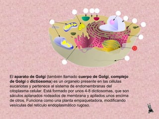 El aparato de Golgi (también llamado cuerpo de Golgi, complejo
de Golgi o dictiosoma) es un organelo presente en las células
eucariotas y pertenece al sistema de endomembranas del
citoplasma celular. Está formado por unos 4-8 dictiosomas, que son
sáculos aplanados rodeados de membrana y apilados unos encima
de otros. Funciona como una planta empaquetadora, modificando
vesículas del retículo endoplasmático rugoso.

 