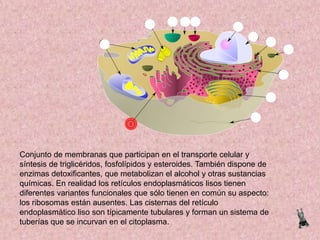 Conjunto de membranas que participan en el transporte celular y
síntesis de triglicéridos, fosfolípidos y esteroides. También dispone de
enzimas detoxificantes, que metabolizan el alcohol y otras sustancias
químicas. En realidad los retículos endoplasmáticos lisos tienen
diferentes variantes funcionales que sólo tienen en común su aspecto:
los ribosomas están ausentes. Las cisternas del retículo
endoplasmático liso son típicamente tubulares y forman un sistema de
tuberías que se incurvan en el citoplasma.

 