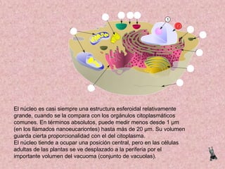 El núcleo es casi siempre una estructura esferoidal relativamente
grande, cuando se la compara con los orgánulos citoplasmáticos
comunes. En términos absolutos, puede medir menos desde 1 µm
(en los llamados nanoeucariontes) hasta más de 20 µm. Su volumen
guarda cierta proporcionalidad con el del citoplasma.
El núcleo tiende a ocupar una posición central, pero en las células
adultas de las plantas se ve desplazado a la periferia por el
importante volumen del vacuoma (conjunto de vacuolas).

 