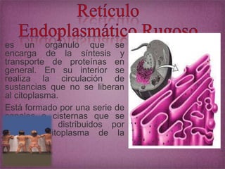 es un orgánulo que se
encarga de la síntesis y
transporte de proteínas en
general. En su interior se
realiza la circulación de
sustancias que no se liberan
al citoplasma.
Está formado por una serie de
canales o cisternas que se
encuentran distribuidos por
todo el citoplasma de la
célula.

 