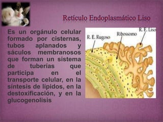 Es un orgánulo celular
formado por cisternas,
tubos
aplanados
y
sáculos membranosos
que forman un sistema
de
tuberías
que
participa
en
el
transporte celular, en la
síntesis de lípidos, en la
destoxificación, y en la
glucogenolisis

 