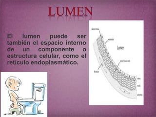 El
lumen
puede
ser
también el espacio interno
de un componente o
estructura celular, como el
retículo endoplasmático.

 