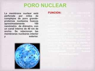 PORO NUCLEAR
La membrana nuclear está
perforada por miles de
complejos de poro grandeproteínas nucleares huecos
aproximadamente
100
nanómetro de diámetro, con
un canal interno de 40 nm de
ancho. Se relacionan las
membranas nucleares interior
y
exterior.

FUNCION:

Es
el
intercambiar
material entre el núcleo y el
citoplasma.
Del núcleo salen ARN y ribosomas y
entran
polimerasas, histonas, lípidos, en
definitiva
todas
las
proteínas
necesarias para el funcionamiento de
la traducción, y todas las fases del
ciclo celular. El transporte a través del
poro es muy frecuente y rápido y
parece ser que los poros pueden
transportar en ambas direcciones
indistintamente
e
incluso
simultáneamente.

 