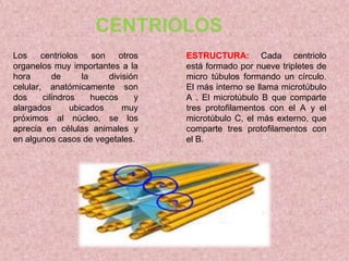 CENTRIOLOS
Los
centriolos
son
otros
organelos muy importantes a la
hora
de
la
división
celular, anatómicamente son
dos
cilindros
huecos
y
alargados
ubicados
muy
próximos al núcleo, se los
aprecia en células animales y
en algunos casos de vegetales.

ESTRUCTURA: Cada centriolo
está formado por nueve tripletes de
micro túbulos formando un círculo.
El más interno se llama microtúbulo
A . El microtúbulo B que comparte
tres protofilamentos con el A y el
microtúbulo C, el más externo, que
comparte tres protofilamentos con
el B.

 