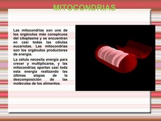 ESTRUCTURA DE LAS
MITOCONDRIAS.
•

La mitocondria, que tiene una longitud
comprendida entre 0,5 y 1 micrómetro, está
envue...