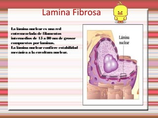 Lamina Fibrosa
La lámina nuclear es una red
entremezclada de filamentos
intermedios de 15 a 80 nm de grosor
compuestos por...