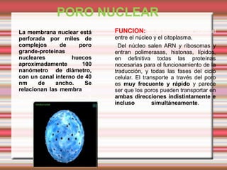 PORO NUCLEAR
•

La membrana nuclear está
perforada por miles de
complejos
de
poro
grande-proteínas
nucleares
huecos
aproxi...