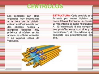CENTRIOLOS
•

Los centriolos son otros
organelos muy importantes
a la hora de la división
celular, anatómicamente son
dos ...