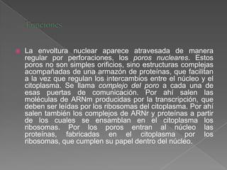 

La envoltura nuclear aparece atravesada de manera
regular por perforaciones, los poros nucleares. Estos
poros no son simples orificios, sino estructuras complejas
acompañadas de una armazón de proteínas, que facilitan
a la vez que regulan los intercambios entre el núcleo y el
citoplasma. Se llama complejo del poro a cada una de
esas puertas de comunicación. Por ahí salen las
moléculas de ARNm producidas por la transcripción, que
deben ser leídas por los ribosomas del citoplasma. Por ahí
salen también los complejos de ARNr y proteínas a partir
de los cuales se ensamblan en el citoplasma los
ribosomas. Por los poros entran al núcleo las
proteínas, fabricadas en el citoplasma por los
ribosomas, que cumplen su papel dentro del núcleo.

 
