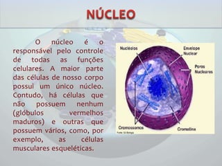 O núcleo é o
responsável pelo controle
de todas as funções
celulares. A maior parte
das células de nosso corpo
possui um único núcleo.
Contudo, há células que
não possuem nenhum
(glóbulos vermelhos
maduros) e outras que
possuem vários, como, por
exemplo, as células
musculares esqueléticas.
 