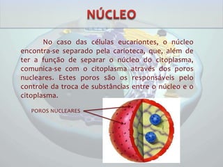 No caso das células eucariontes, o núcleo
encontra-se separado pela carioteca, que, além de
ter a função de separar o núcleo do citoplasma,
comunica-se com o citoplasma através dos poros
nucleares. Estes poros são os responsáveis pelo
controle da troca de substâncias entre o núcleo e o
citoplasma.
POROS NUCLEARES
 