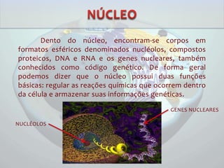 Dento do núcleo, encontram-se corpos em
formatos esféricos denominados nucléolos, compostos
proteicos, DNA e RNA e os genes nucleares, também
conhecidos como código genético. De forma geral
podemos dizer que o núcleo possui duas funções
básicas: regular as reações químicas que ocorrem dentro
da célula e armazenar suas informações genéticas.
NUCLÉOLOS
GENES NUCLEARES
 