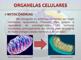 MITOCÔNDRIAS
São alongadas ou esféricas, revestidas por dupla
membrana lipoproteica. Possuem DNA próprio e
capacidade de autoduplicação. São bastante
numerosas, principalmente em células onde se precisa
de muita energia (células nervosas e do coração).
MITOCÔNDRIA (superficial) MITOCÔNDRIA (interior)
 