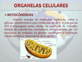 MITOCÔNDRIAS
Liberam energia de moléculas orgânicas, como a
glicose, transferindo-a para moléculas de ATP. A energia do
ATP é empregada pelas células na realização de trabalho:
síntese de substâncias, movimento, divisão celular, etc. Os
processos de oxidação da glicose constituem a respiração
celular aeróbica, dependente de oxigênio.
 