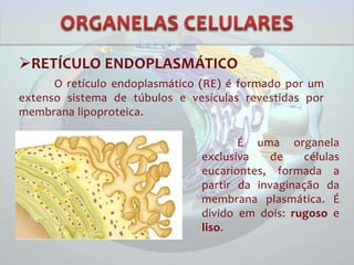 RETÍCULO ENDOPLASMÁTICO
É uma organela
exclusiva de células
eucariontes, formada a
partir da invaginação da
membrana plasmática. É
divido em dois: rugoso e
liso.
O retículo endoplasmático (RE) é formado por um
extenso sistema de túbulos e vesículas revestidas por
membrana lipoproteica.
 