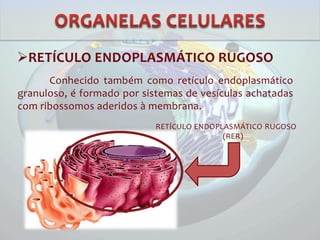 RETÍCULO ENDOPLASMÁTICO RUGOSO
Conhecido também como retículo endoplasmático
granuloso, é formado por sistemas de vesículas achatadas
com ribossomos aderidos à membrana.
RETÍCULO ENDOPLASMÁTICO RUGOSO
(RER)
 